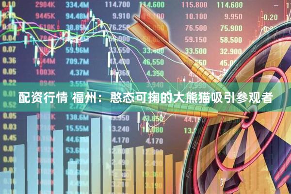 配资行情 福州：憨态可掬的大熊猫吸引参观者